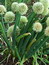 Allium cepa, Küchenzwiebel, Färbepflanze, Färberpflanze, Pflanzenfarben,  färben, Klostergarten Seligenstadt